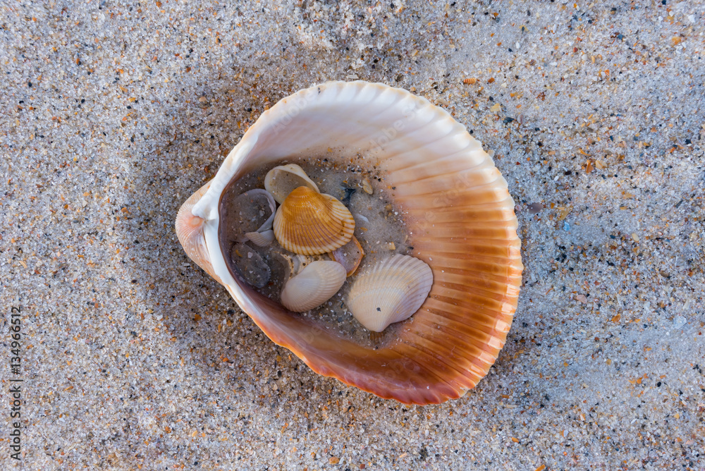 Shells and Sand Inside Larger Shell Stock Photo | Adobe Stock