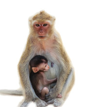 White Isolated Backgroud Of Mother Monkey And Baby Monkey Sittin