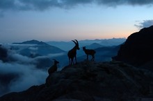 Herd Of Capra Ibex At Dusk, Aosta Valley, Italy