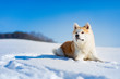 Akita Inu dog lying in the snow.
