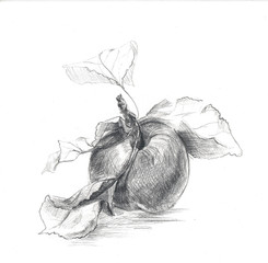 Apple drawn in pencil.