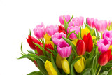 Fototapeta Tulipany - blooming violet, yellow and red tulip flowers with green leaves close up isolated on white background
