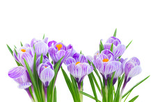 Violet Crocus Fresh Flowers Isolated On White Background