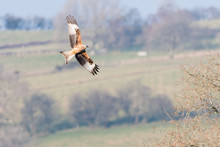 Red Kite (Milvus Milvus) Banking In Flight With Underside Visible. Medium-large Bird Of Prey In Family Accipitridae, Flying In Wales, UK, In Front Of Countryside 