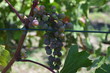 Winogrono w winnicy/A grape in vineyard