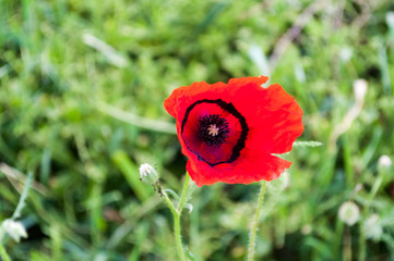 poppy field