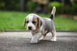 purebred beagle puppy is learning the world in first time