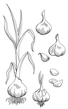 Garlic Graphic Black White Isolated Sketch Illustration Vector