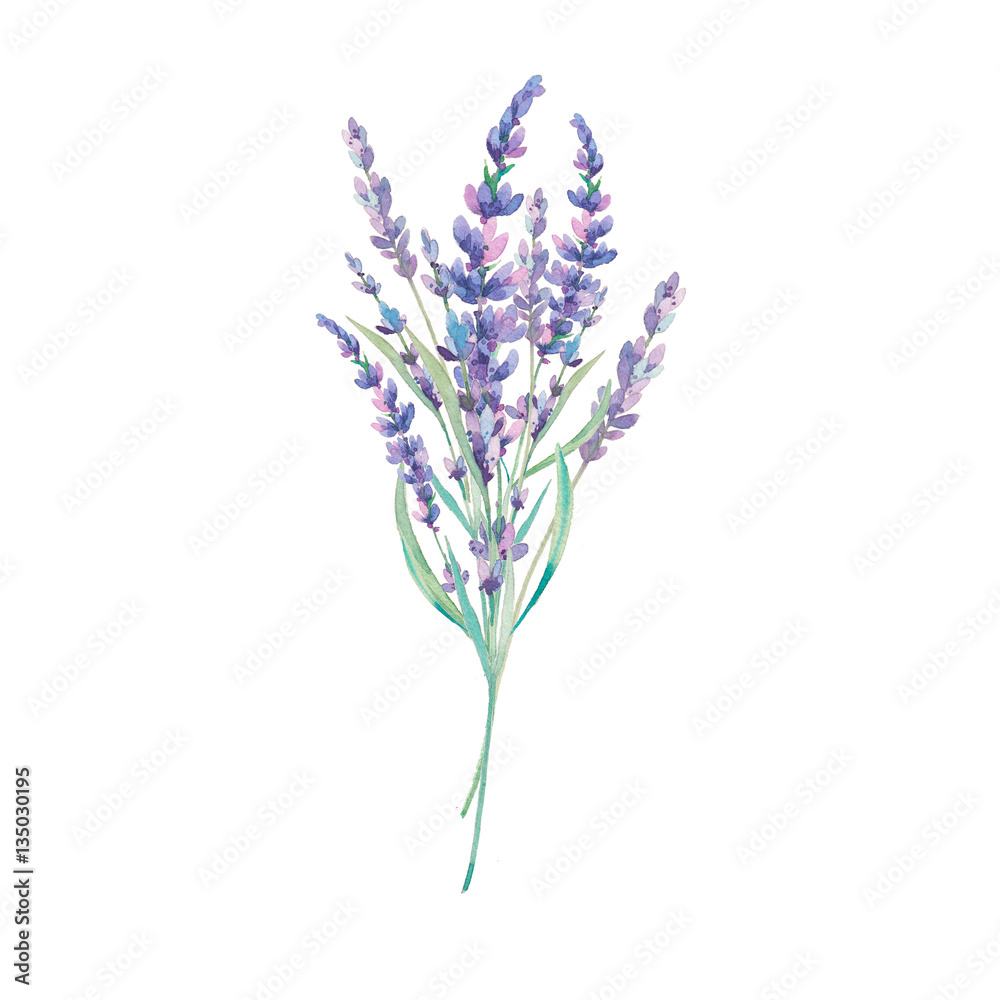 lavender flower bouquet drawing