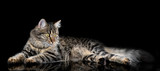 Fototapeta Zwierzęta - Młody kot