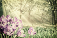 Vintage Spring Crocus Flowers