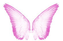Pink Wings Of Birds  On White  Bacground