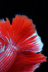 Wall Mural - close up of colorful betta with black background.