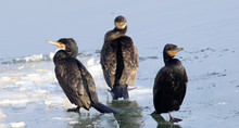 Cormorants,Great Cormorant, Phalacrocorax Carbo, Black Cormorants Lets Its Wings Dry In The Sun At Frozen Ice And Snow Covered Danube River In Zemun, Belgrade, Serbia. 