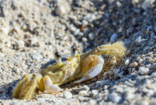 Crab On The Sand