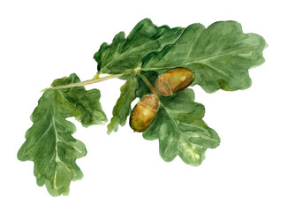 Branch of oak with acorns