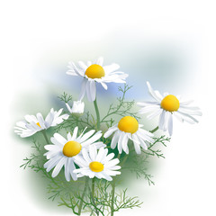 
Chamomile - Herbs - Matricaria chamomilla, an aromatic wild flower, used as tea ingredient in herbal medicine. Hand drawn realistic vector illustration.
