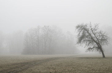 tree in foggy park