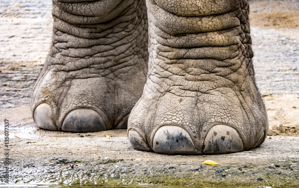 Stock-Foto Elefantenfe Nahaufnahme | Adobe Stock