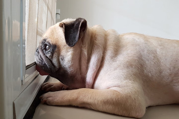 Cute pug dog wait owner to come back home at the door