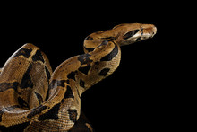 Attack Boa Constrictor Snake Imperator Color, On Isolated Black Background