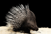 Porcupine With Prickle Isolated On Black Background, Wild Animal