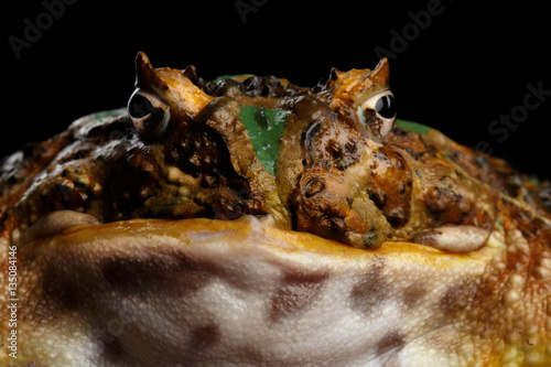 Fotografie, Obraz Close-up head Argentine Horned Frog or Pac-man, Ceratophrys ornata isolated on b
