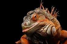 Close-up Head Smiling Reptile, Orange Green Iguana Isolated On Black Background, Funny Animal