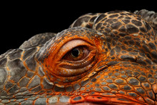 Close-up Eyeball Of Dragon Head, Orange Green Iguana Reptile Isolated On Black Background