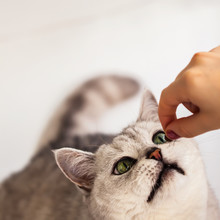 Funny Cat Reaches For The Hand Of His Mistress A Favorite Treat. Top View, Place Your Text. Concept Food, Feed Animals
