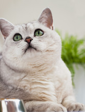 Closeup Portrait Of A Cute Light-grey Cat With Green Eyes Looking Up At His Master. Veterinary Concept