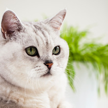 Close-up Beautiful , Light Shade Cat With Green Eyes On White Background. Place For Your Text