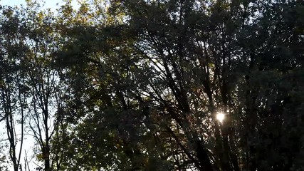 Wall Mural - Pan shot of sun ray through leaves with blue sky background