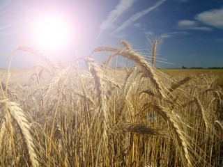 Close up of ripe wheat ears