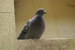 Watchout Below - Pigeon eyes the next target