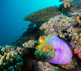 Sticker - Maldives Anemonefish