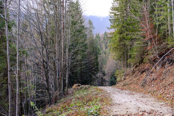 Wall Mural - Track in the wild Carpathians forest