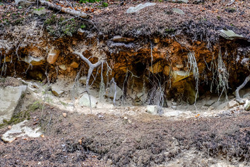 Sticker - Tree roots in autumn forest