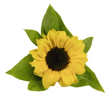 Shiny Yellow Sunflower With Green Leaves On White Background