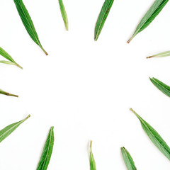 Poster - Green leaves frame on white background. Flat lay, top view