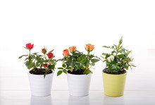 Three Miniature Rose Plant