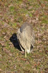 ゴイサギの幼鳥