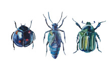 Watercolor Drawing Beetles Set