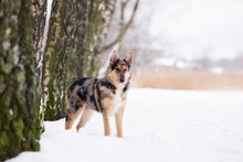 Mixed Breed Dog Posing In Winter