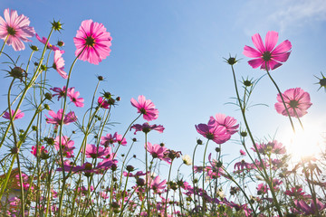 pink cosmos flower blooming in the field