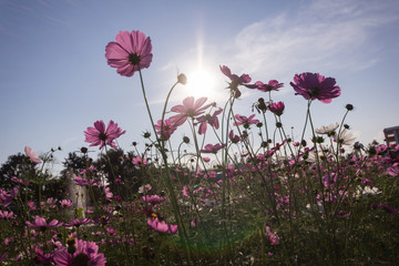 Wall Mural - pink cosmos flower blooming in the field