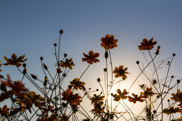 Wall Mural - yellow cosmos flower in the field with sunset