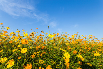 Wall Mural - yellow cosmos flower blooming in the field