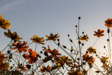 Wall Mural - yellow cosmos flower in the field with sunset