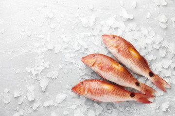 Poster - Fresh red mullet fish on icy stone background, top view